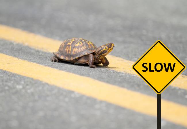 A turtle crossing a road next to a yellow SLOW sign