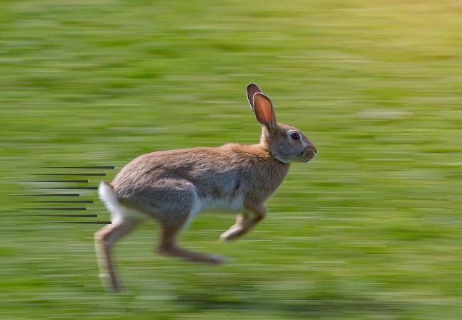 A rabbit running at full speed across a lawn
